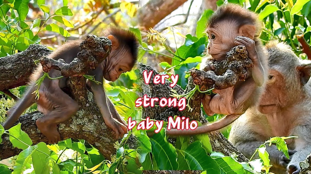 milo the safari monkey