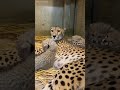【6頭のチーターの赤ちゃん（3月生まれ）】ほっぺがくっついちゃいそう☆
