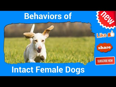 Video: Behavior of Intact Female Dogs