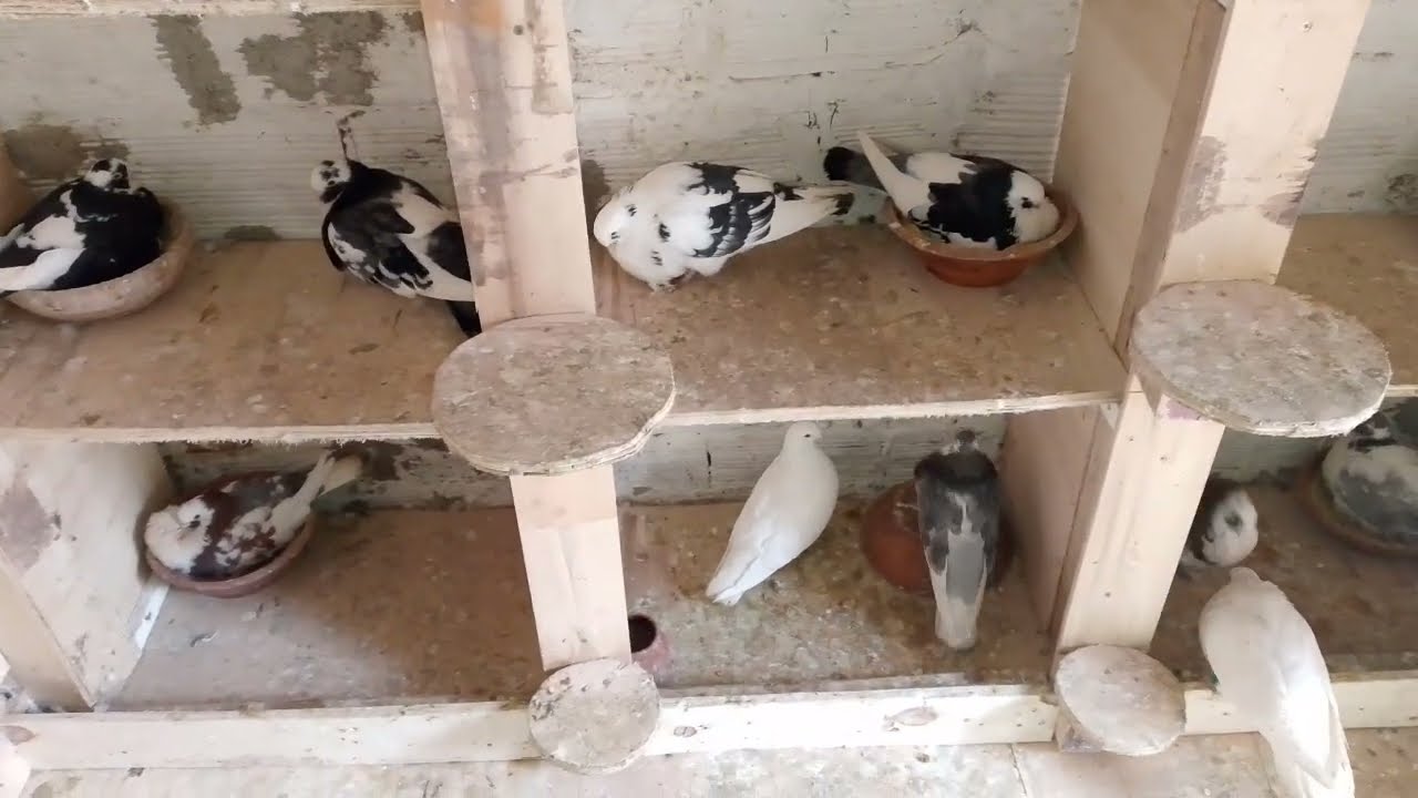 توليعة في #حمام #سيفيانوس في سجنة جديدة وعطيتكم بعض#نصائح_تحفيزية 