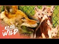 The unstoppable super coyotes wildlife documentary  natural kingdom  real wild