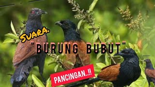 BURUNG BUBUT PANCINGAN SUARA #burungbubut #jebakantikuspalingampuh