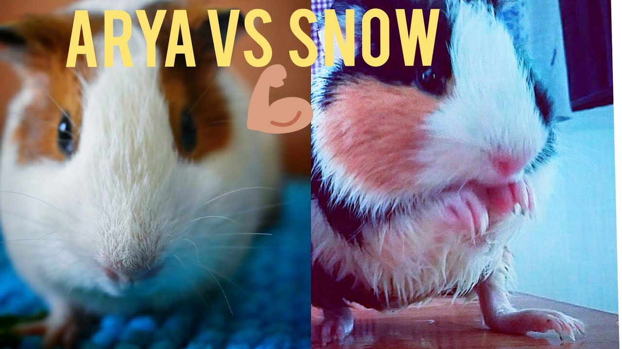 Guinea pig fighting 😂😂 YouTube