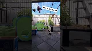 Fun In The Catio
