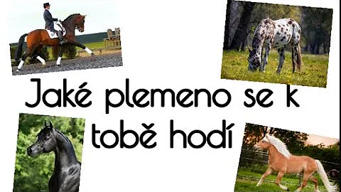 5 nejrychlejších plemen koní?