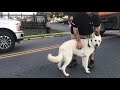 Virginville Dog Trainers ||| OLK9 Lehigh Valley ||| 18 Month Old German Shepherd, Bear Virginville Dog Trainers ||| OLK9 Lehigh Valley ||| 18 Month Old German Shepherd, Bear