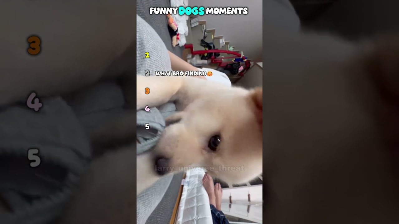 Funny Dogs Moments 🐕🐕  #dog #dogs #funnydogs #funny #usashorts #pets