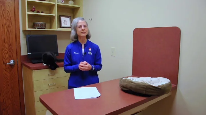 Why Do Cats Lick and Groom So Much?