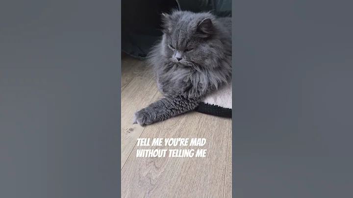 Video 11126211: british longhair cat, cats kitten catlover pets, kitten catlover pets cute, face cat kitten, funnycats