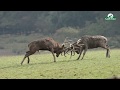 combat de cerfs au brame - parc sainte croix, septembre 2016