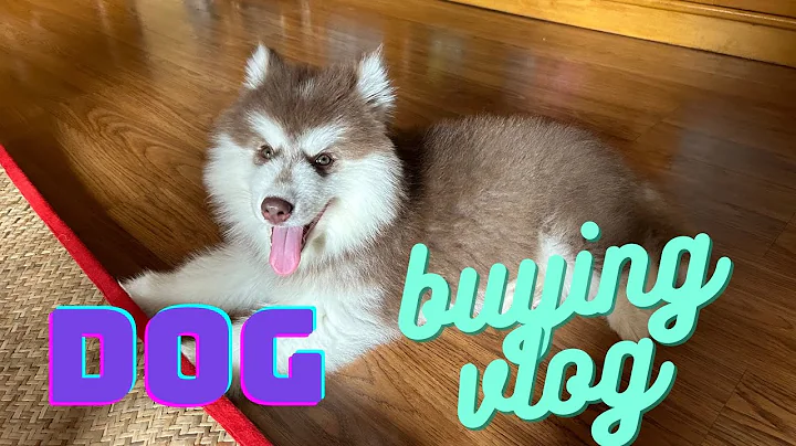 Husky dog buying vlog @Michael Ye Yint
