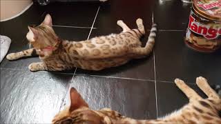 The Bengal Cat Documentary by Haris Inoue 5,238 views 6 years ago 4 minutes, 44 seconds