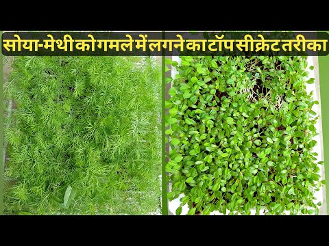 सोया - मेथी उगाने का टॉप सीक्रेट तरीका || Top Secret Method to grow Dill & Fenugreek leaves in Pot