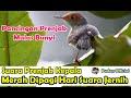 Suara Prenjak Kepala Merah Dipagi Hari Audio Jernih Cocok Buat Masteran Kicau Mp3 - Mp4 Download