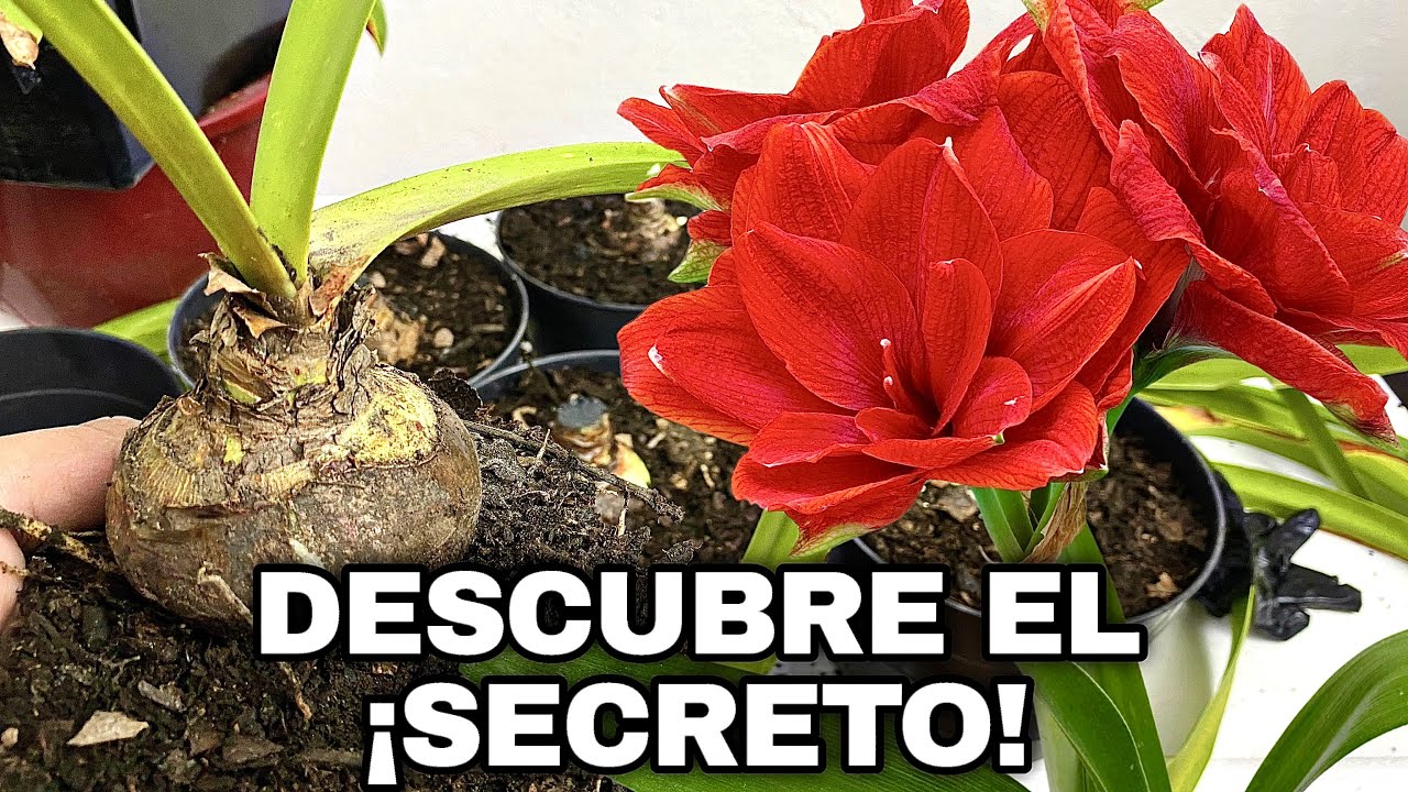 ¡Descubre el Secreto para que tus Amarilis y Azucenas Florezcan!