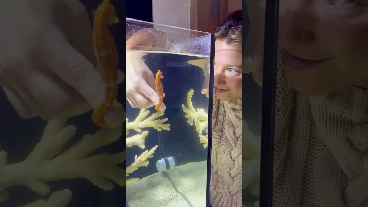 Hungry Seahorse 
