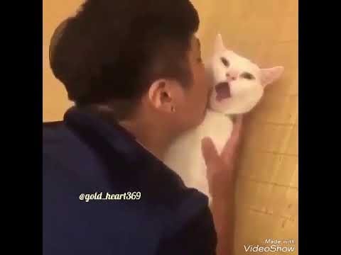 شاهد شخص يغتصب قطه بطريقة وحشية بعد اختطافه وفيه فديو في الحلقه يوضح حاله القطه 