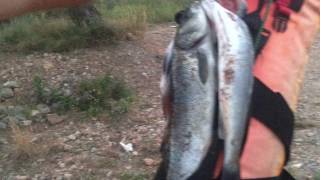 2 Lubinas y un Sargo en Oropesa del Mar de Pescasub con Chema