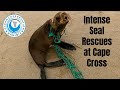 Intense 6 Seal Rescue at Cape Cross Namibia