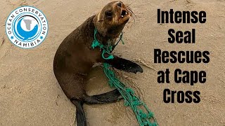 Intense 6 Seal Rescue at Cape Cross Namibia
