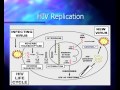 Basic Course in HIV - Pathophysiology and Natural History of HIV Infection