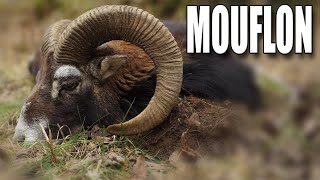 MOUFLON - I REALLY DIDN'T EXPECT THIS! - Big mouflon ram hunted. (Eng sub.)