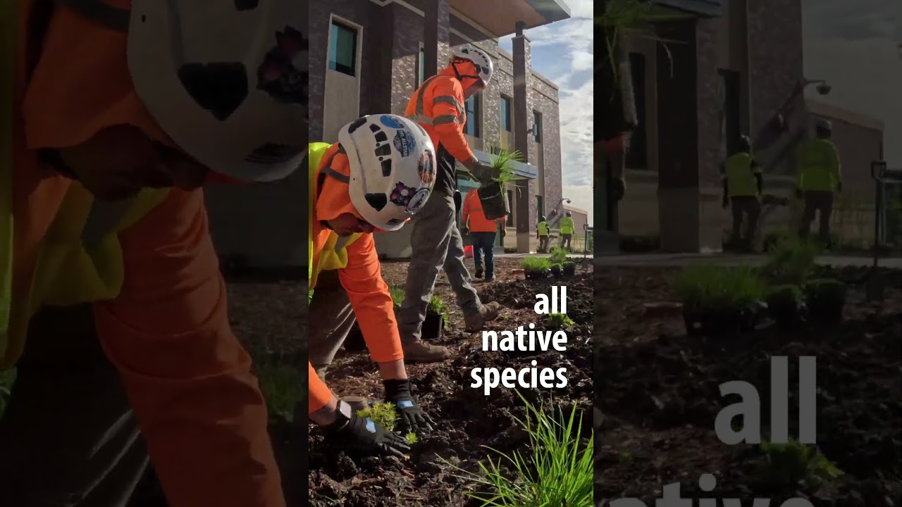 Civic Center plantings