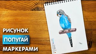 Как нарисовать волнистого попугая карандашом и скетч маркерами | Рисунок для детей, поэтапно и легко