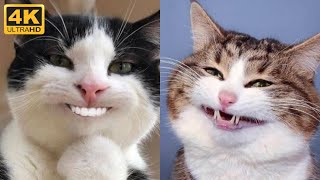 😼 Cute and funny cats compilation 😂 Try not to laugh - Khrystyn reaction