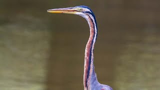 Purple heron (Ardea purpurea)
