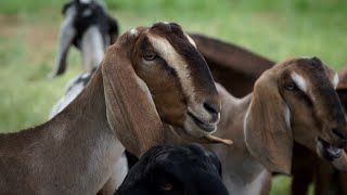 Англо-нубийские козы и голубика | «Край аграрный»