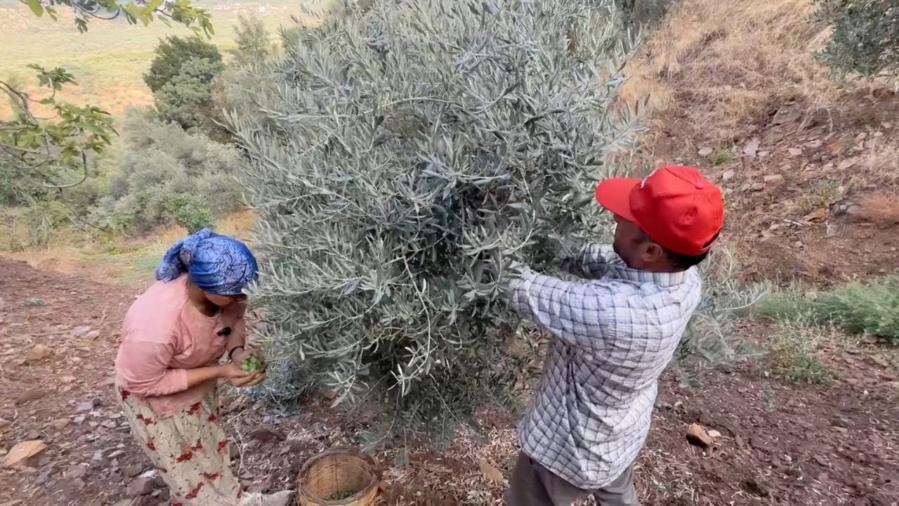 İncir Bitti Gözümüz Zeytinde - Kırmalık Yeşil Zeytin Sıyırıyoruz