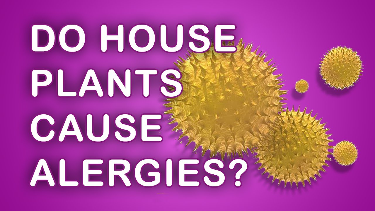 Do House Plants Cause Allergies?