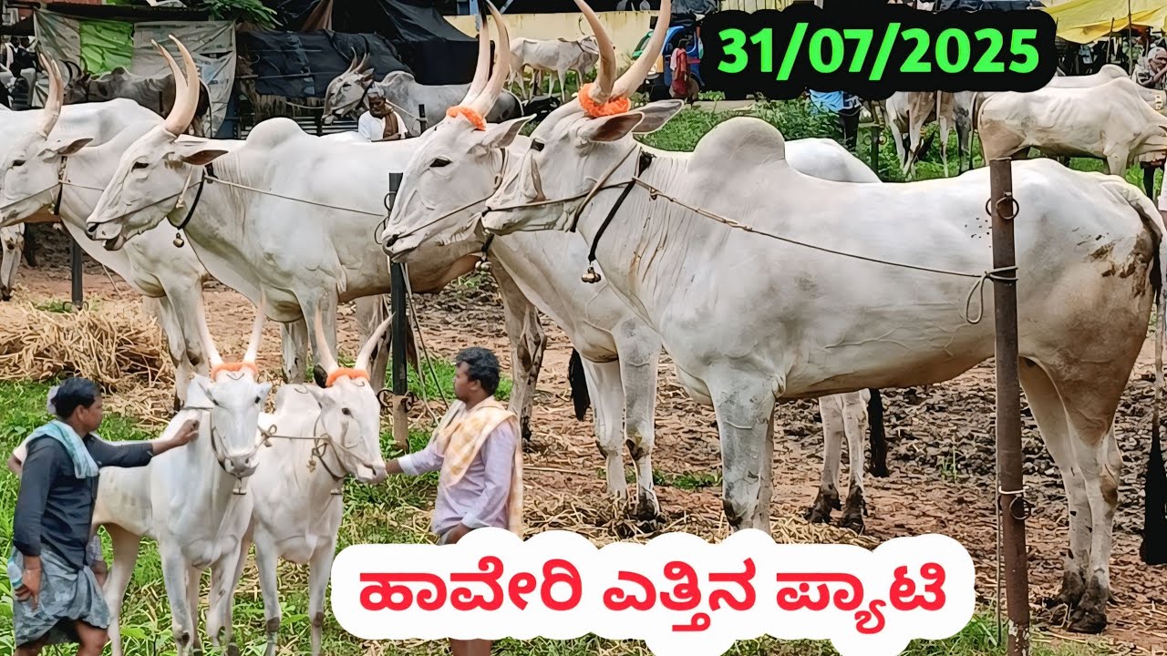 ಹಾವೇರಿ ಎತ್ತಿನ ಪ್ಯಾಟಿ || Haveri Bulls Market || ಪ್ರತಿ ಗುರುವಾರ ಬೆಳಿಗ್ಗೆ #haveribullsmarket #haveri 