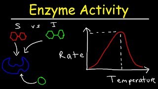 Factors Affecting Enzyme Activity  pH, Temperature, Competitive and Noncompetitive Inhibition