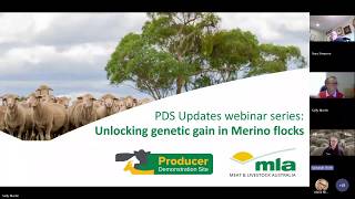 PDS Updates Unlocking Genetic Gain in Merino Flocks
