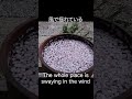 時の将軍ー太閤秀吉が傘桜と名付けた山桜。今年も咲き誇った、その落下はすごく綺麗だった