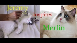 Will famous Ragdoll Jeremy help with Merlins's grooming problem??