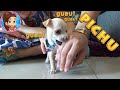 Pichu - La Nueva Mascota de Yesly | Pichurrumina | 2 Meses de edad | MY CHIHUAHUA DOG PÍCHU