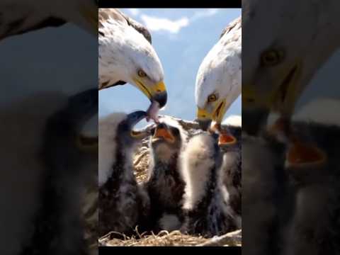 #movie #history #animals #beautifulanimals #birds