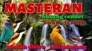 Masteran burung cendet🐦suara jernih mudah di tiru🐦pull isian mewah