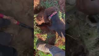 The Nationwide Elite Patterdale Terrier Club