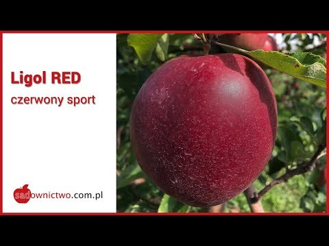 Ligol RED - czerwony Ligol [odmiany jabłoni / सफरचंद विविधता]