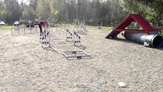 Agility a-frame running contact ground work