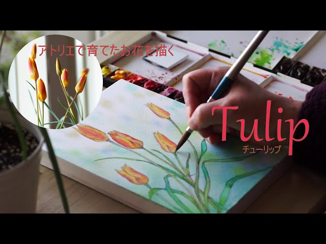 Drawing tulips grown in the studio (Watercolor) - YouTube