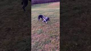 Bulldogs playing #bulldog #funnydog #pets #funny #funnyanimal #funnyplay #puppy #dog #dogs