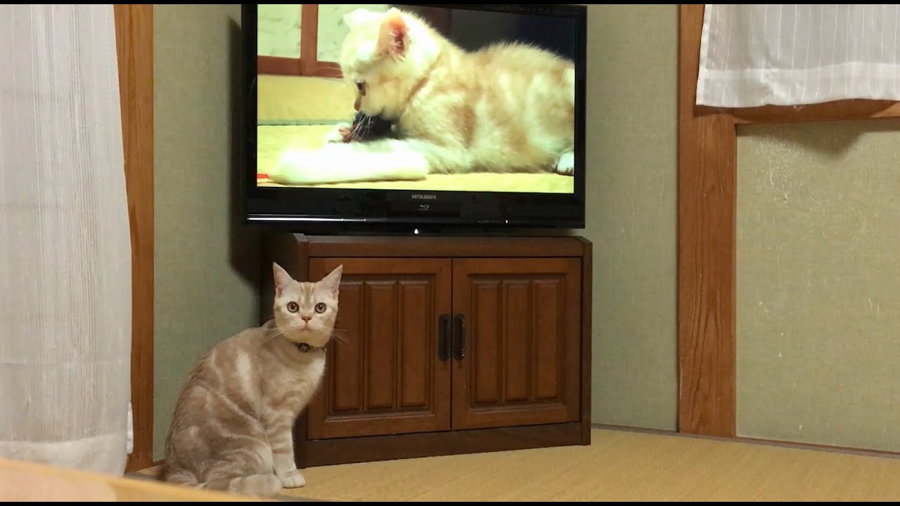 可愛い画像 思い出に浸る猫　Cat immersed in memories