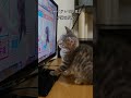 初めてテレビを見た子猫の反応　 #スコティッシュフォールド #cat #kitten