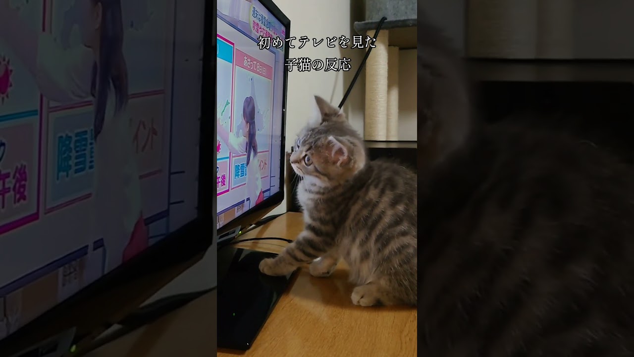 初めてテレビを見た子猫の反応　 #スコティッシュフォールド #cat #kitten