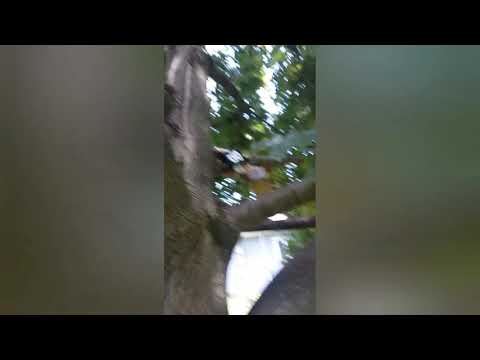 Francisco gets stuck in a tree
